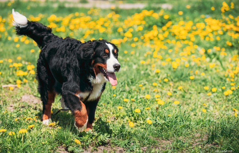 L osteocondrite si diffonde nei cani