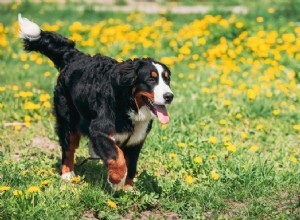 Osteocondrite dissecante em cães