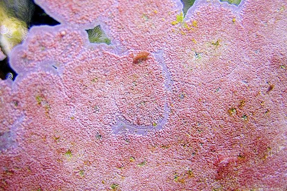 Comment faire pousser des algues coralliennes dans un aquarium d eau salée