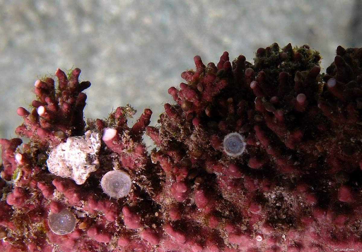 Coralline-algen kweken in een zoutwateraquarium