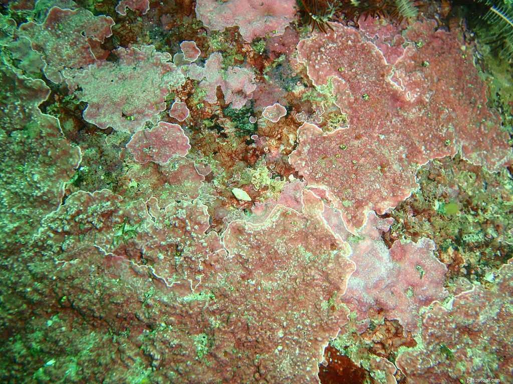 Coralline-algen kweken in een zoutwateraquarium