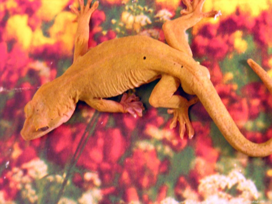 Gecko doré :profil d espèce