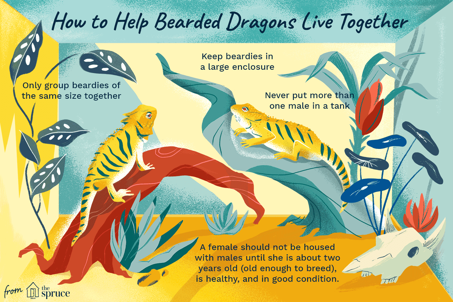 Os dragões barbudos podem viver juntos?