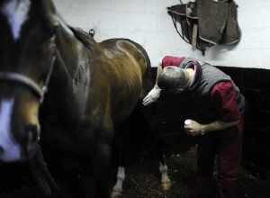 articulações de joelho bloqueadas em cavalos