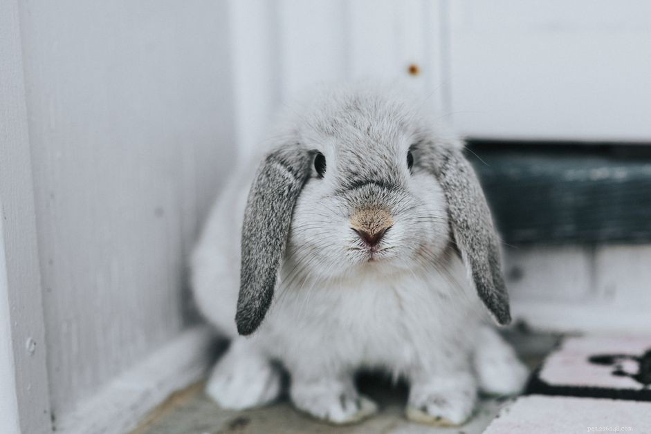 Nemoc u králíků