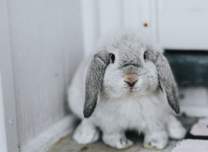 Doença em coelhos