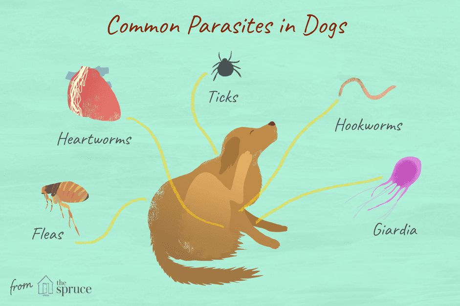 Parassiti nei cani che dovresti conoscere