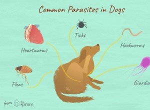 Parasitas em cães que você deve conhecer