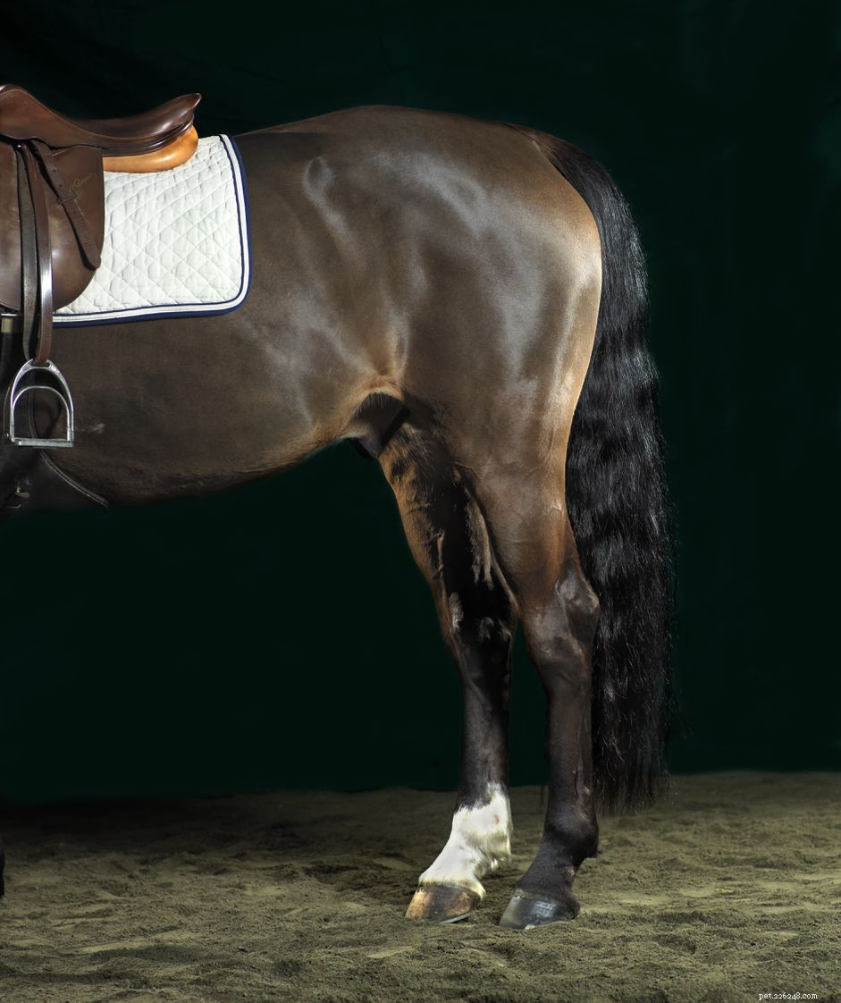 Problèmes des pattes postérieures chez les chevaux :causes et traitement
