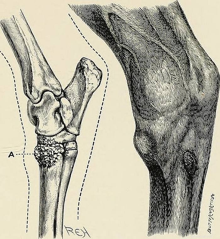 Проблемы задних конечностей у лошадей:причины и лечение