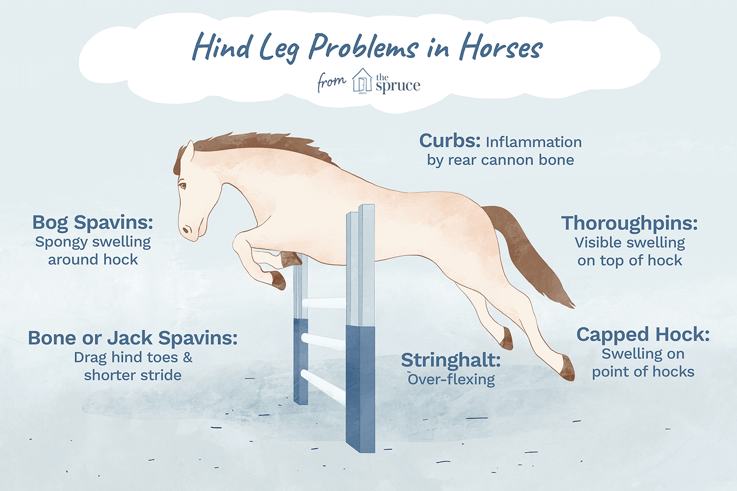 Problémy se zadními končetinami u koní:příčiny a léčba