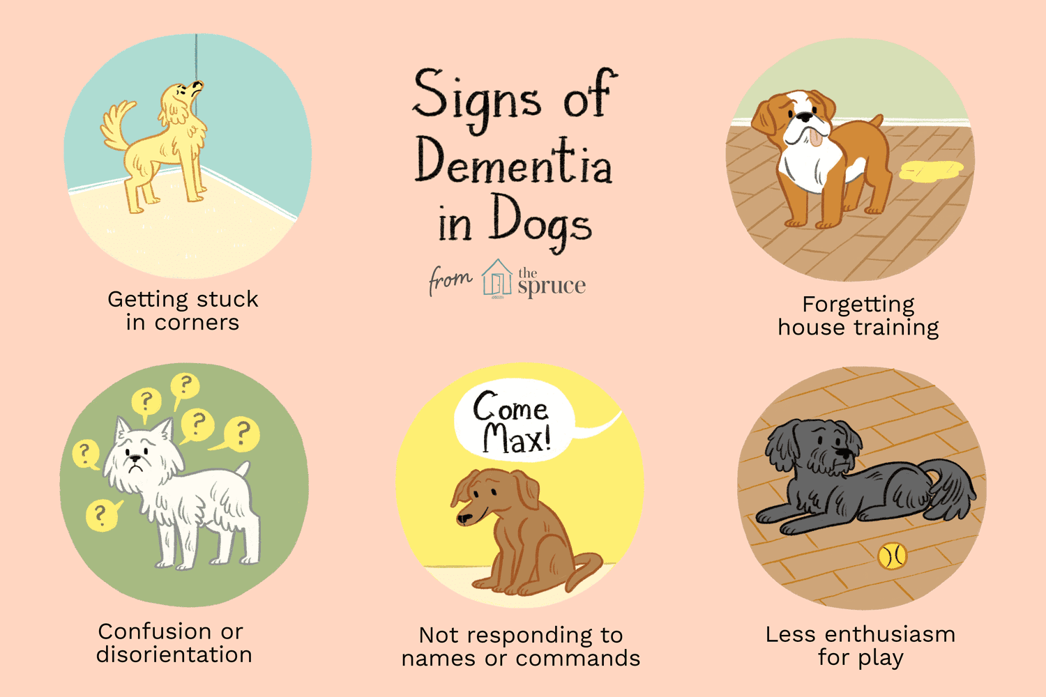 Demenza e senilità nei cani