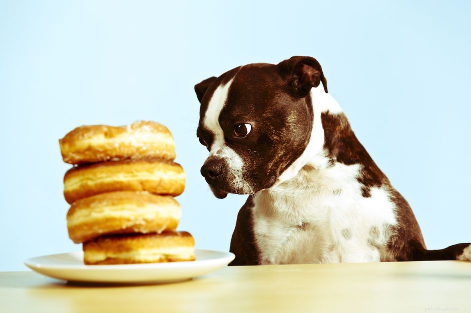 Můžou psi jíst cukr?