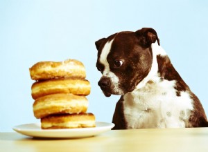 개도 설탕을 먹을 수 있습니까?
