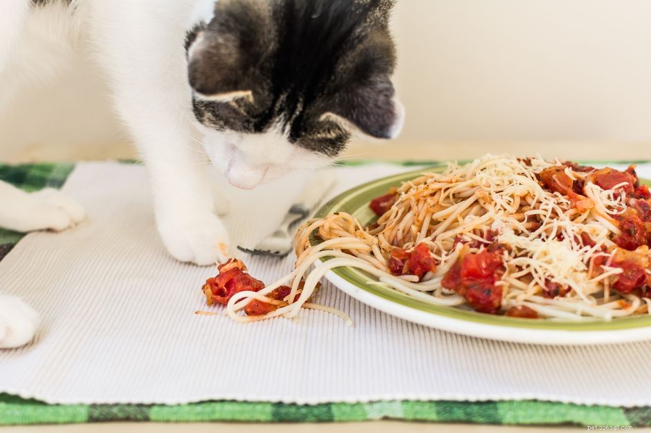 I gatti possono mangiare la pasta?