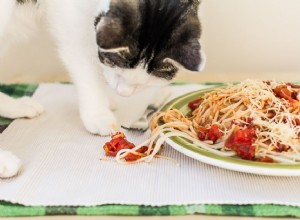 고양이가 파스타를 먹을 수 있습니까?