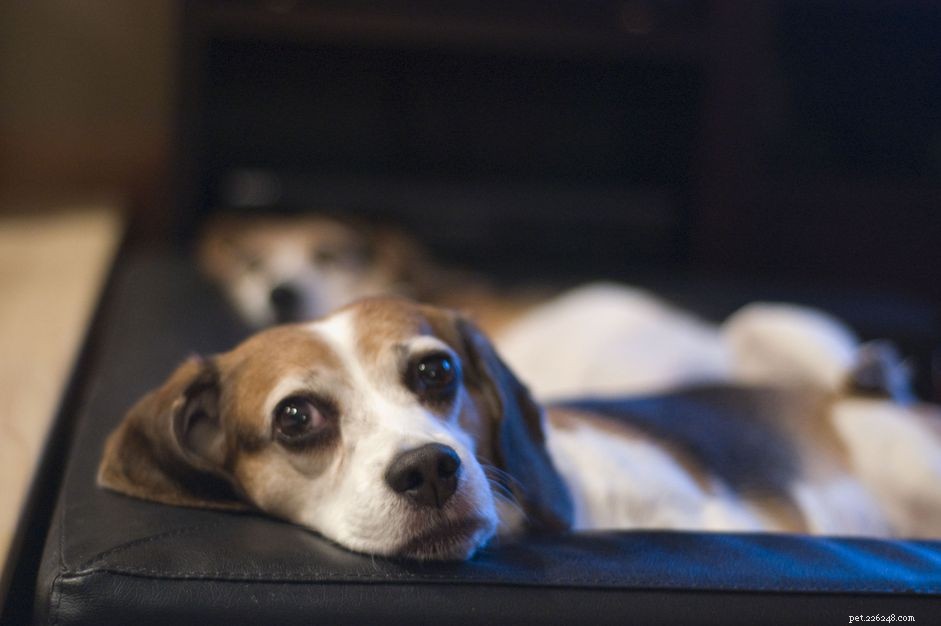 Jak léčit onemocnění meziobratlové ploténky (IVDD) u psů