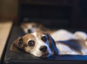 Como tratar a doença do disco intervertebral (DDIV) em cães