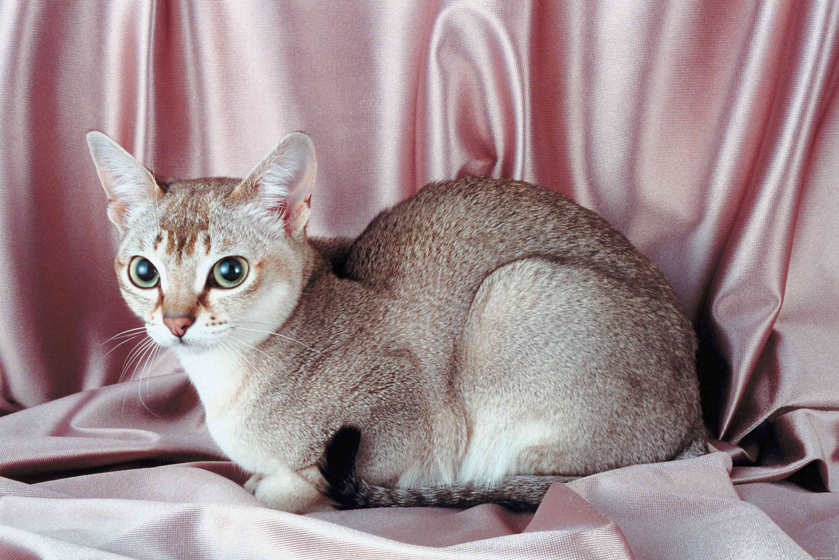 Les 10 meilleures races de chats de petite taille