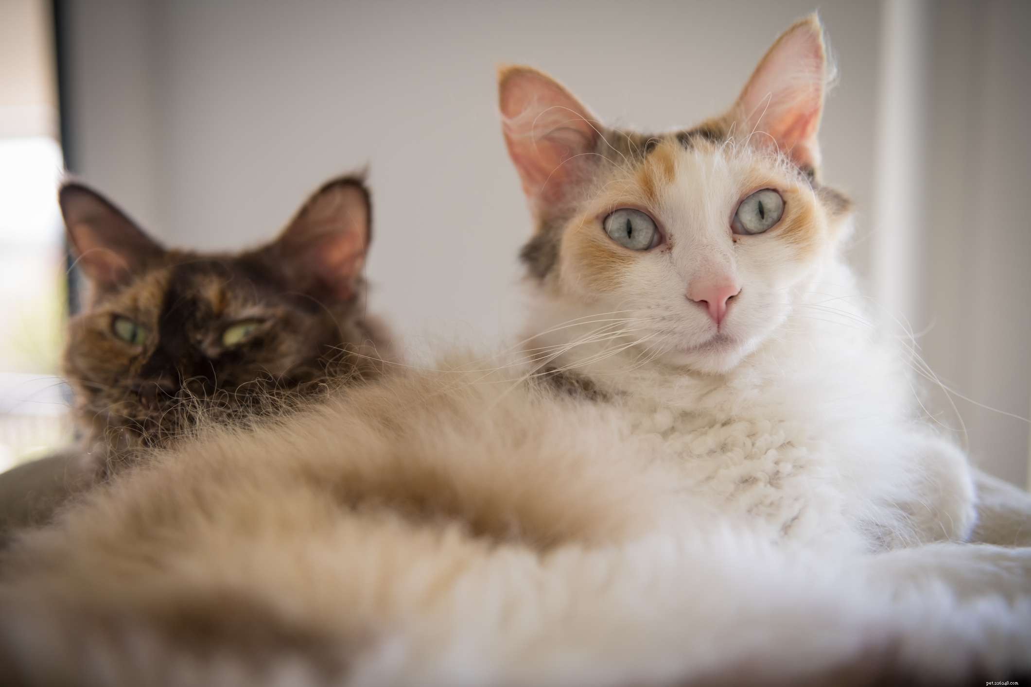 10 nejlepších plemen koček, které jsou menší velikosti