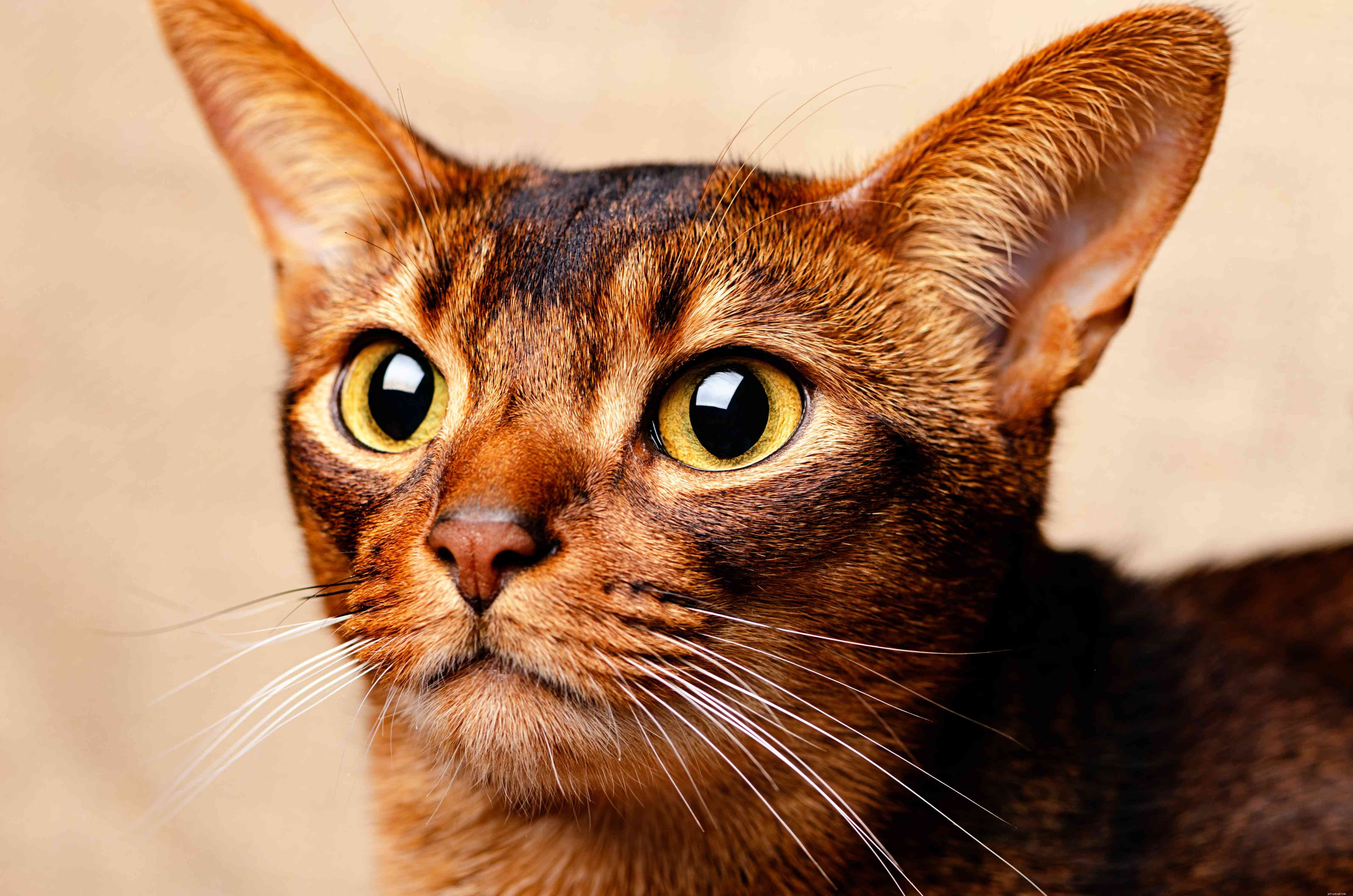 10 principais raças de gatos de porte menor
