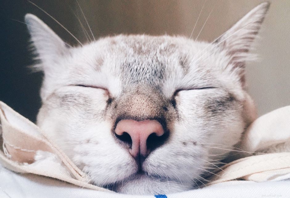 あなたの猫が鼻水を持っている場合の対処法 