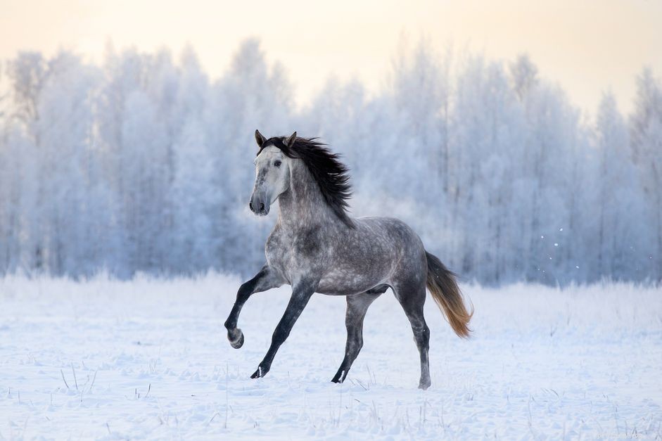 Cavalo andaluz:perfil da raça
