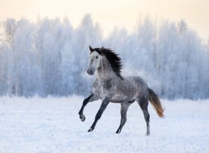 Cavalo andaluz:perfil da raça