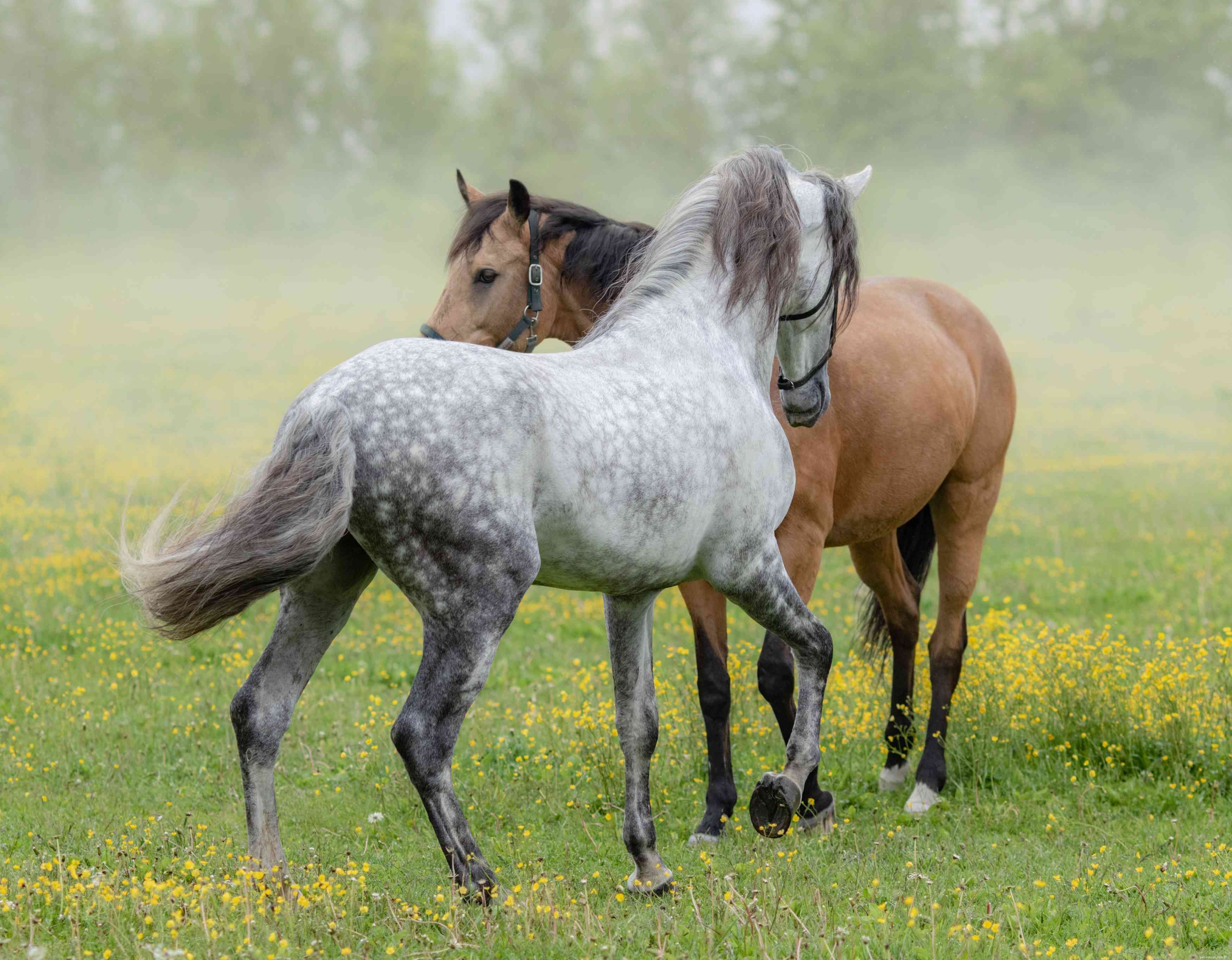 Андалузская лошадь:профиль породы