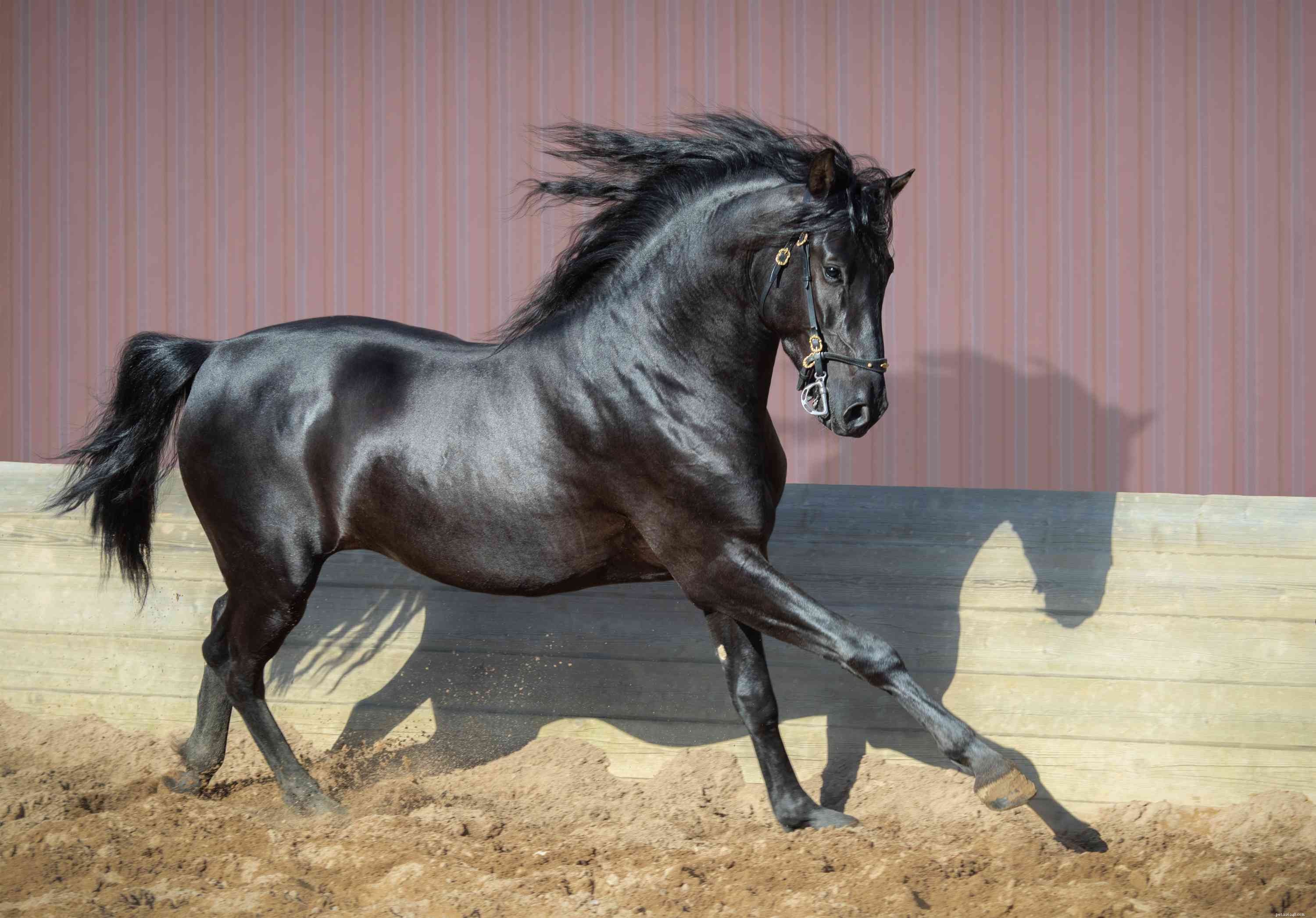 Cavallo andaluso:profilo della razza