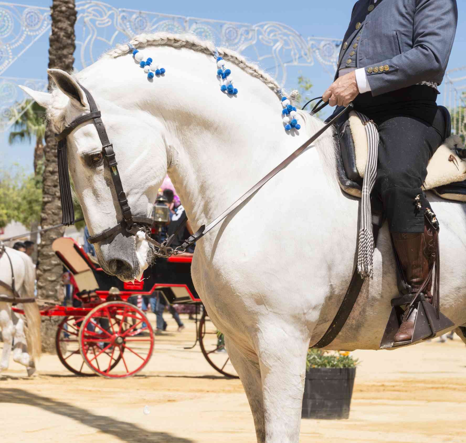 Cavalo andaluz:perfil da raça