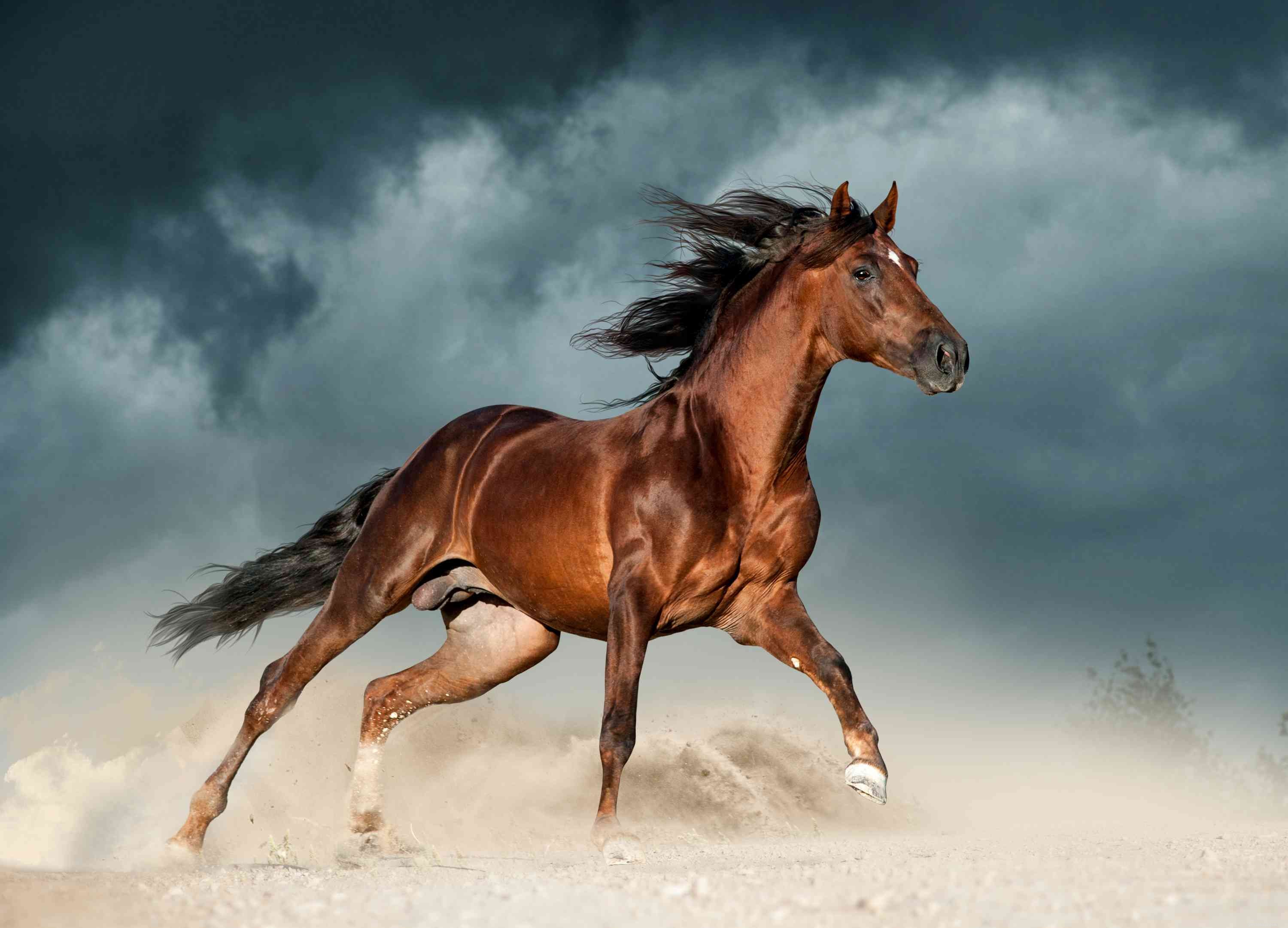 Andalusisk häst:Rasprofil