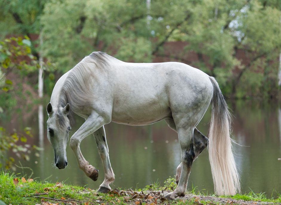 オルロフ・トロッター：馬の品種のプロフィール 