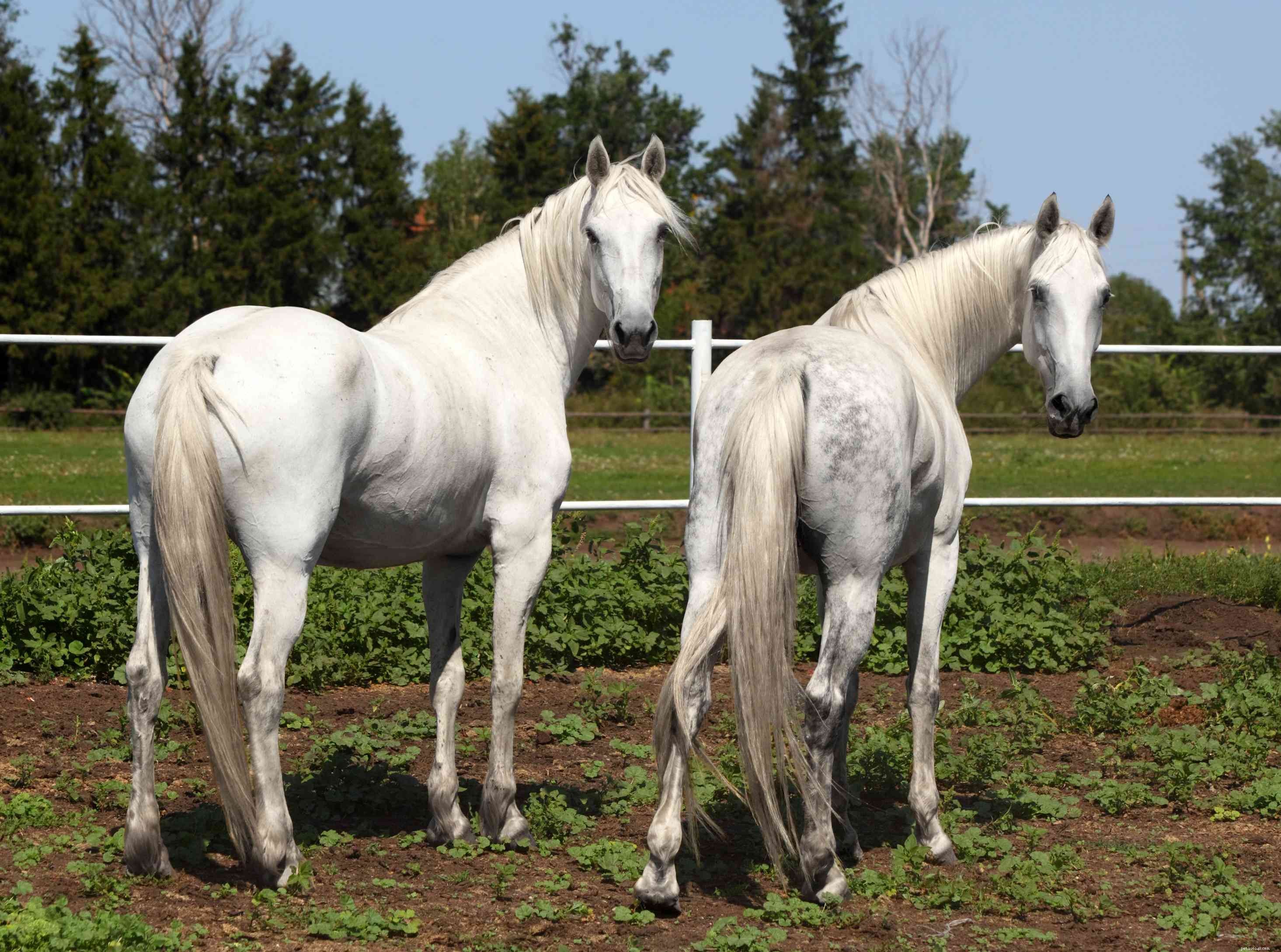 オルロフ・トロッター：馬の品種のプロフィール 