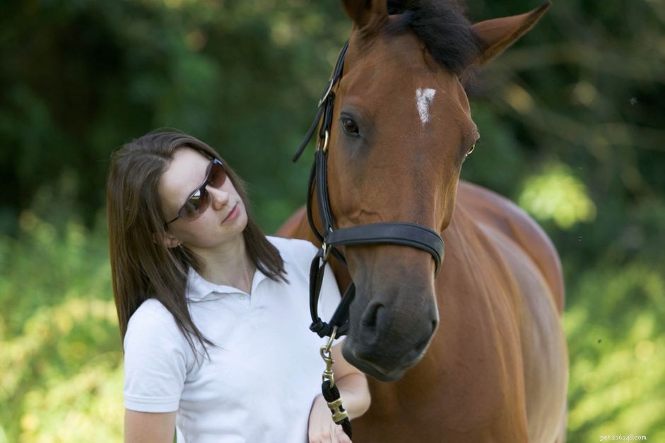 Кливленд Бэй:Профиль породы лошадей