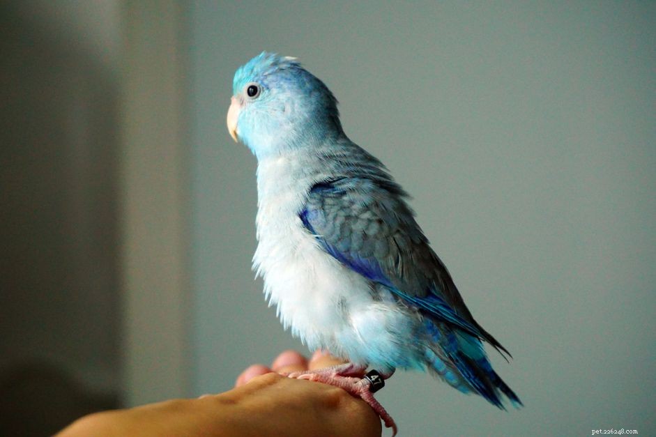 8 лучших птиц для содержания в квартире