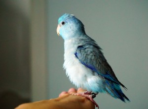 8 nejlepších ptáků pro bydlení v bytě