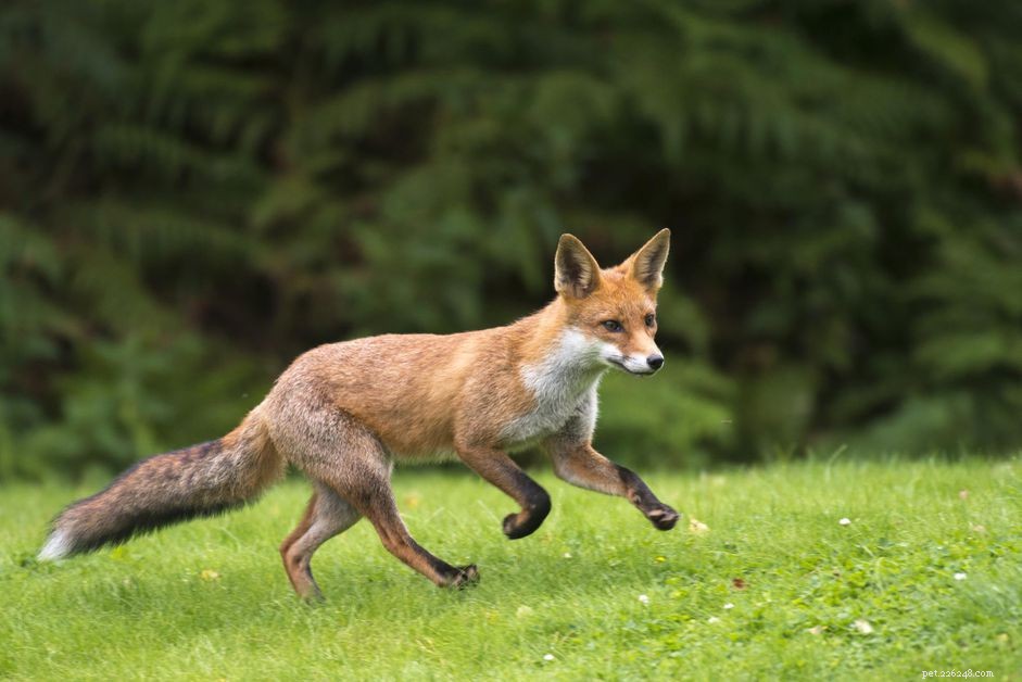 Liška obecná (liška sibiřská):Profil druhu