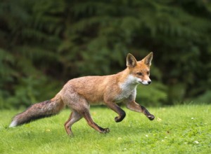 Liška obecná (liška sibiřská):Profil druhu