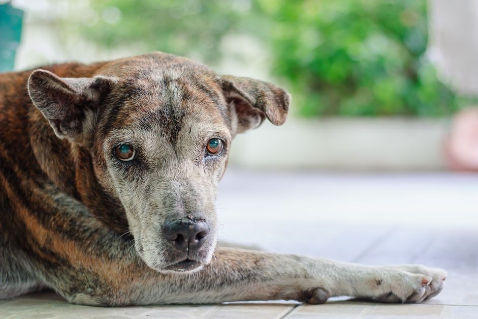 Hur man identifierar och behandlar inkontinens hos äldre hundar 