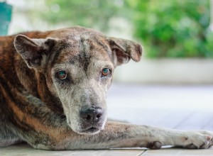 高齢犬の失禁を特定して治療する方法 