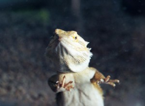 アゴヒゲトカゲのグラスサーフィンをやめる方法 