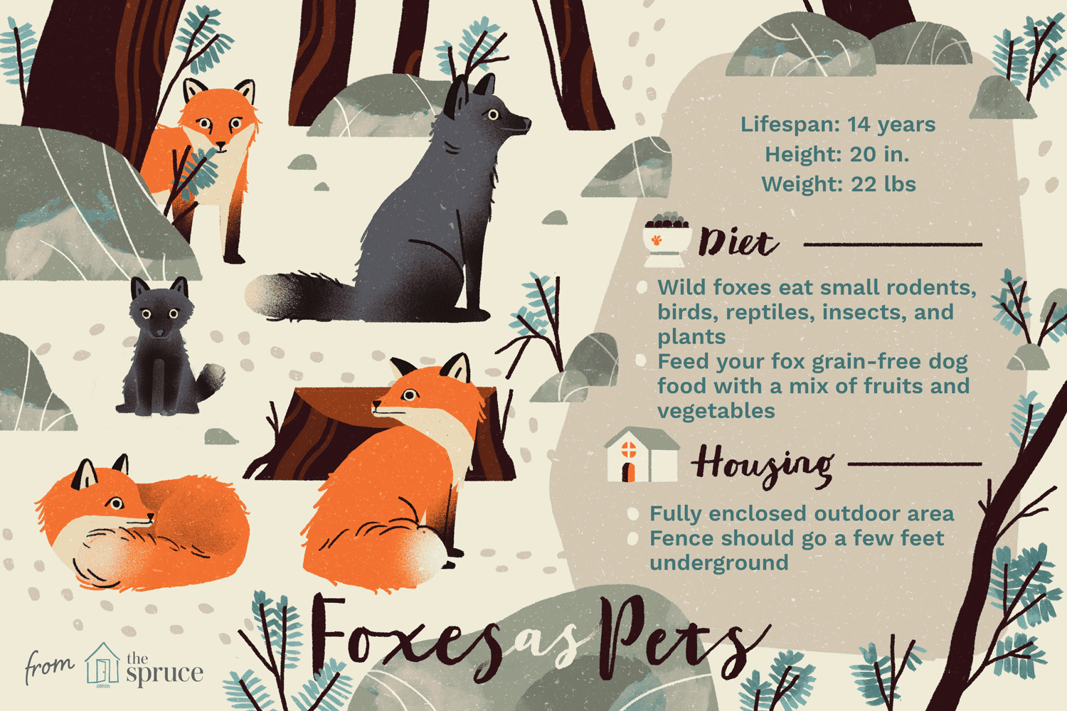 Russian Red Fox (Siberian Fox):Artprofil