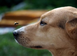 Ferrões de abelha em cães