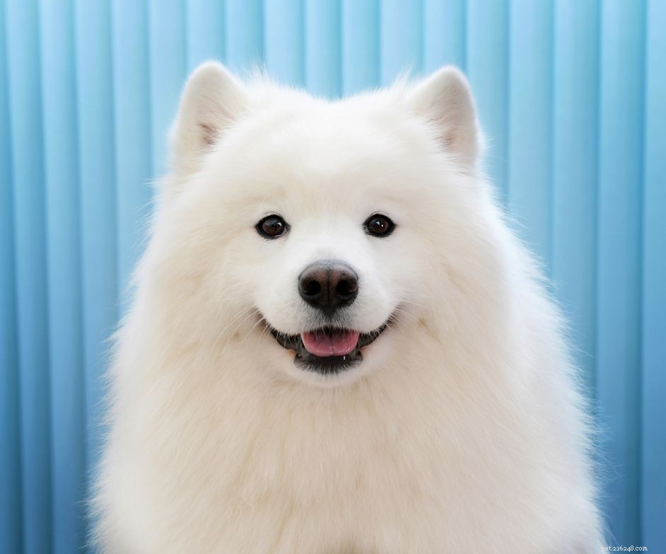 50 noms de chiens blancs