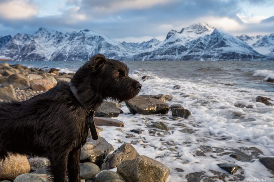 67 норвежских имен собак