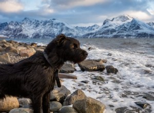 67 jmen norských psů