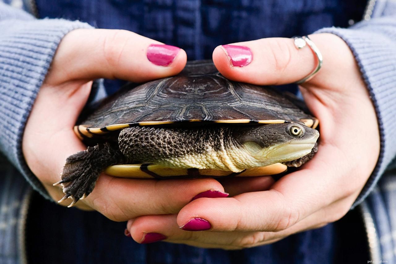 Hur man förhindrar salmonella från sköldpaddor