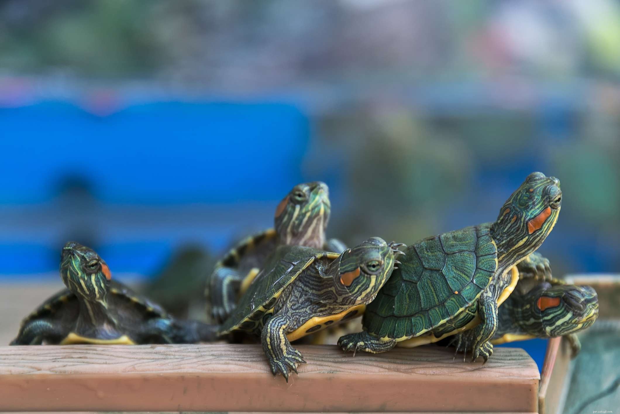 Come prevenire la salmonella dalle tartarughe