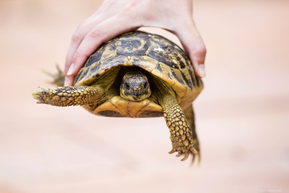 Comment prévenir la salmonelle des tortues